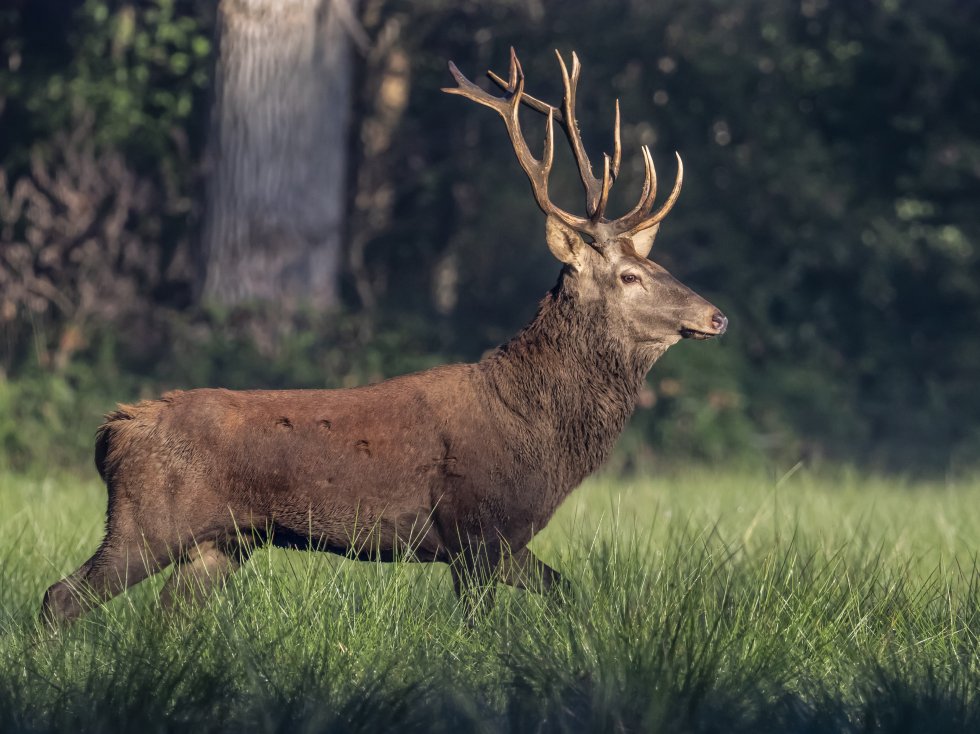 Edelhert in Het Groene Woud